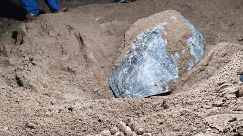 Sukamade Observation Turtle Tour - FAQ