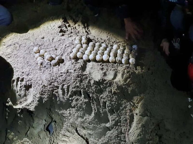 Sukamade Turtle Beach Adventure  Into East Java - Key Points