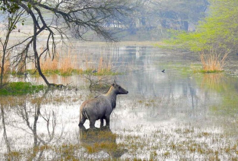 Sultanpur Bird Sanctuary: 2-Day Tour from Delhi - Key Points
