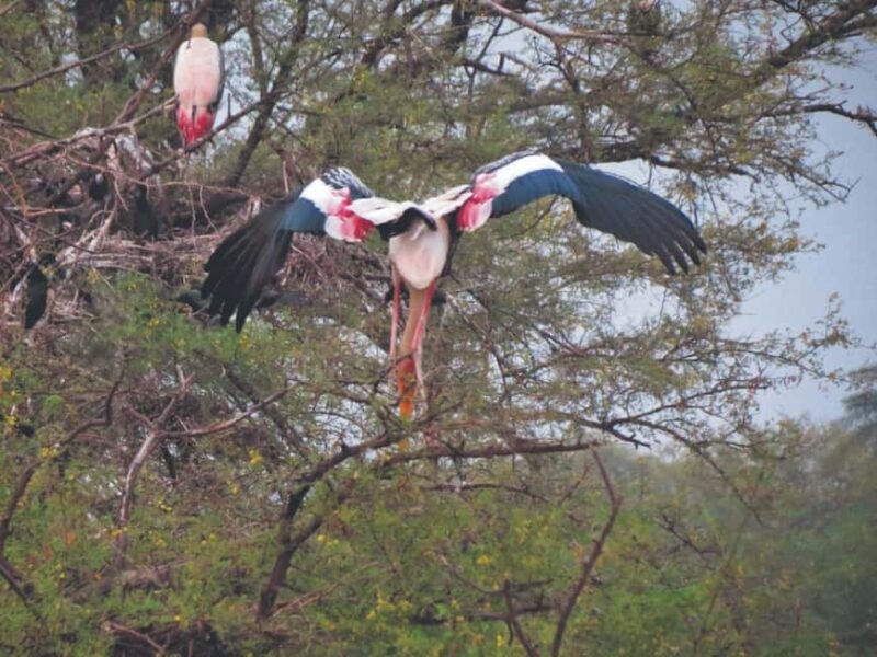 Sultanpur Bird Sanctuary: 2-Day Tour from Delhi - What Makes This Tour Stand Out?