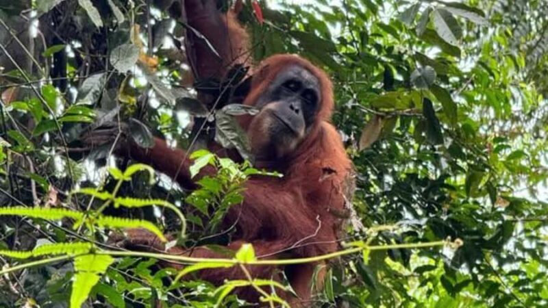 Sumatra : 2-Day Orangutan Trekking and River Tubing Tour - Practical Details and Value