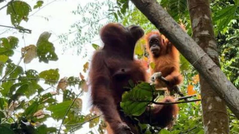 Sumatra : 2-Day Orangutan Trekking and River Tubing Tour - FAQs