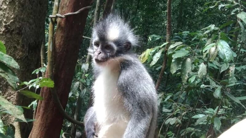 Sumatra : 5-Day Conservation & Artistry Expedition - Introduction