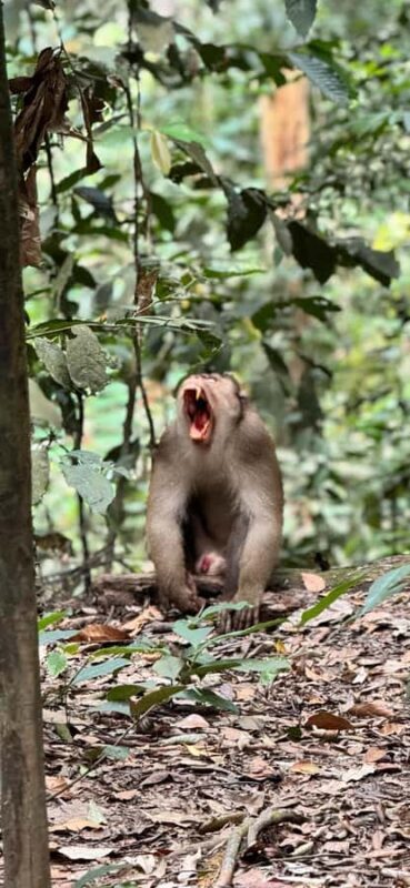 Sumatra : 5-Day Conservation & Artistry Expedition - The Sum Up