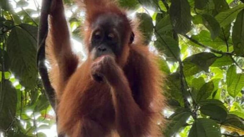 Sumatras Best Kept Secret:3-Day Ethical Trek & StoneCarving - Practical Details & Considerations