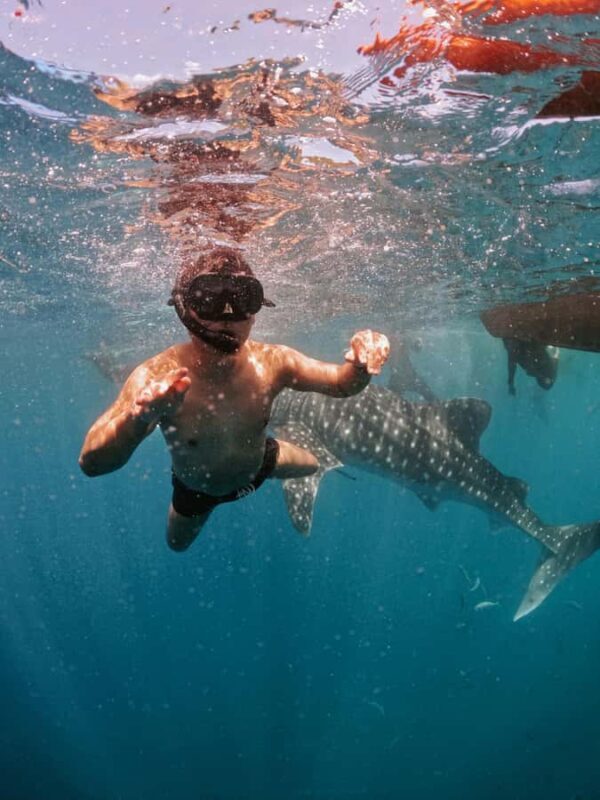 Sumbawa Besar: Whale Shark Snorkeling with Breakfast - Key Points