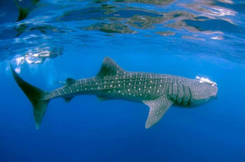 Sumbawa Besar: Whale Shark Snorkeling with Breakfast - Capturing the Moment: Photos and Memories