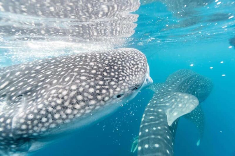 Sumbawa Besar: Whale Shark Snorkeling with Breakfast - The Sum Up