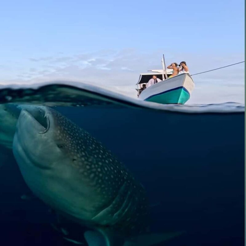 Sumbawa Overland Whale Shark Adventure (Sharing Trip) - Key Points