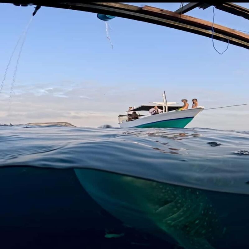 Sumbawa Overland Whale Shark Adventure (Sharing Trip) - An Authentic 2-Day Ocean Adventure