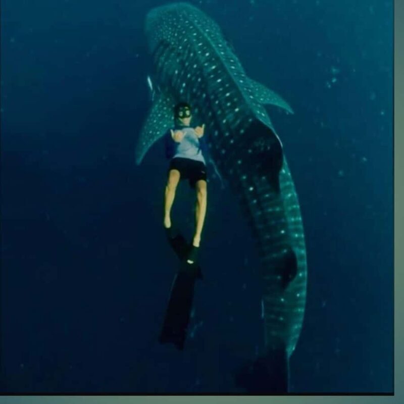 Sumbawa Overland Whale Shark Adventure (Sharing Trip) - Practical Tips for a Smooth Experience