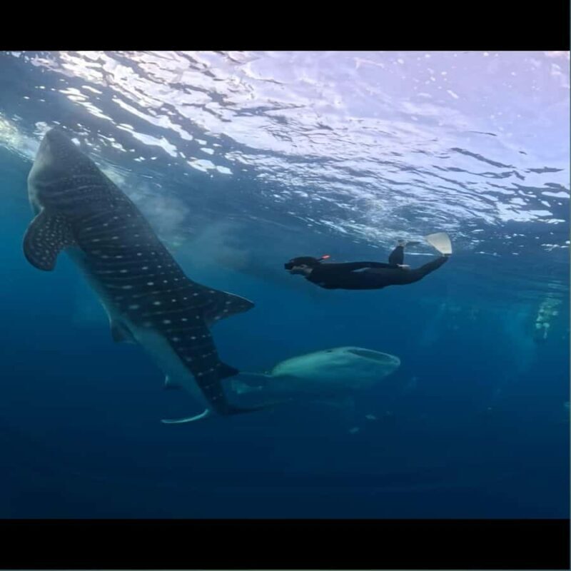 Sumbawa Overland Whale Shark Adventure (Sharing Trip) - Who Is This Tour Best For?