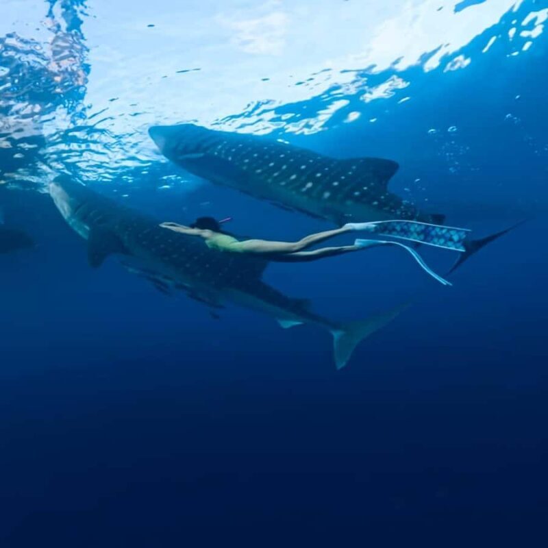 Sumbawa Overland Whale Shark Adventure (Sharing Trip) - Final Thoughts: Is It Worth It?
