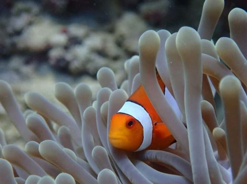 Sumbawa: Paserang and Kenawa Islands Snorkeling Day Trip - Discover the Charm of Sumbawa’s Islands with the Paserang and Kenawa Snorkeling Day Trip