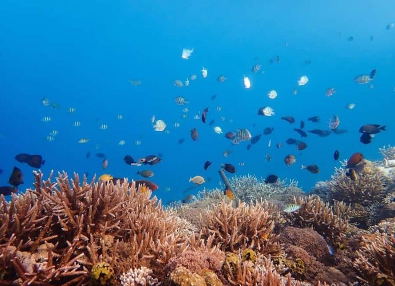 Sumbawa: Paserang and Kenawa Islands Snorkeling Day Trip - How Good Is the Value?