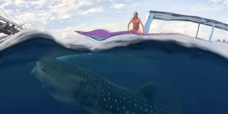 sumbawa-tour-2-days-1-night-whale-shark-tour
