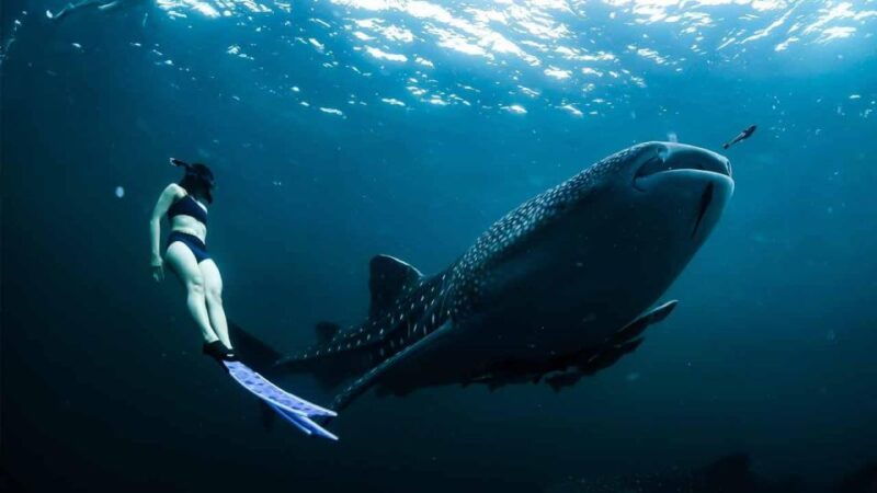 sumbawa-tour-2-days-1-night-whale-shark-tour