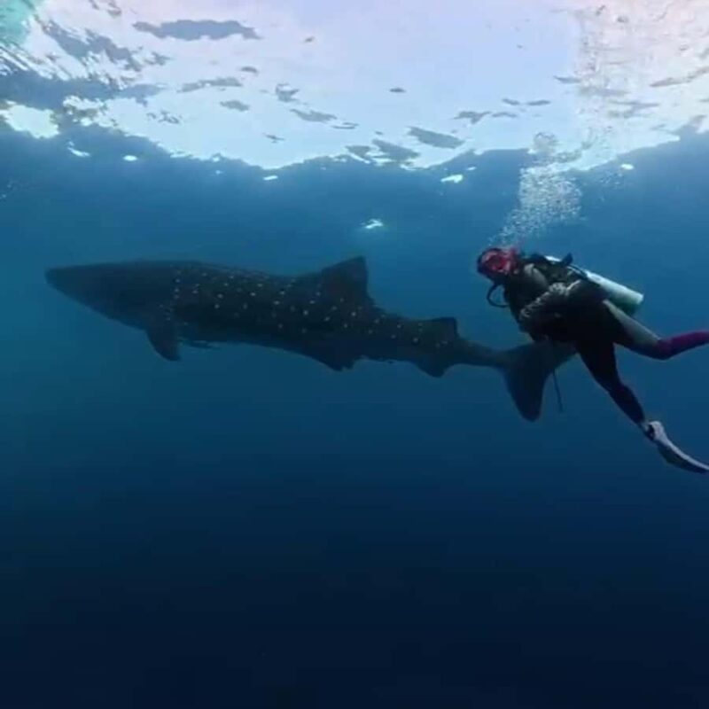 Sumbawa: Whale Shark Diving, Coral Reef & Bird Island - Key Points