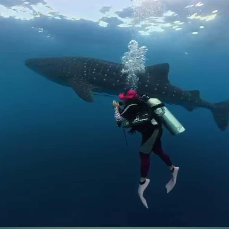 Sumbawa: Whale Shark Diving, Coral Reef & Bird Island - Introduction: A Unique Marine Adventure with a Local Touch