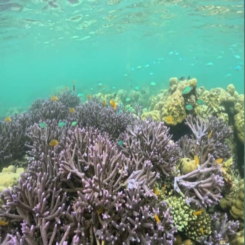 Sumbawa: Whale Shark Diving, Coral Reef & Bird Island - The Itinerary & Practical Details