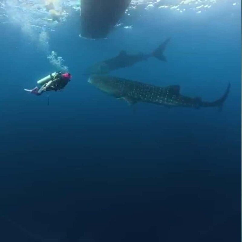 Sumbawa: Whale Shark Diving, Coral Reef & Bird Island - Final Thoughts: Who Will Love This Tour?