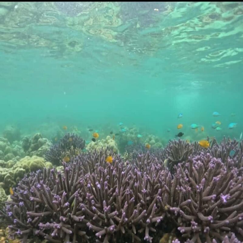 Sumbawa: Whale Shark Diving, Coral Reef & Bird Island - FAQ