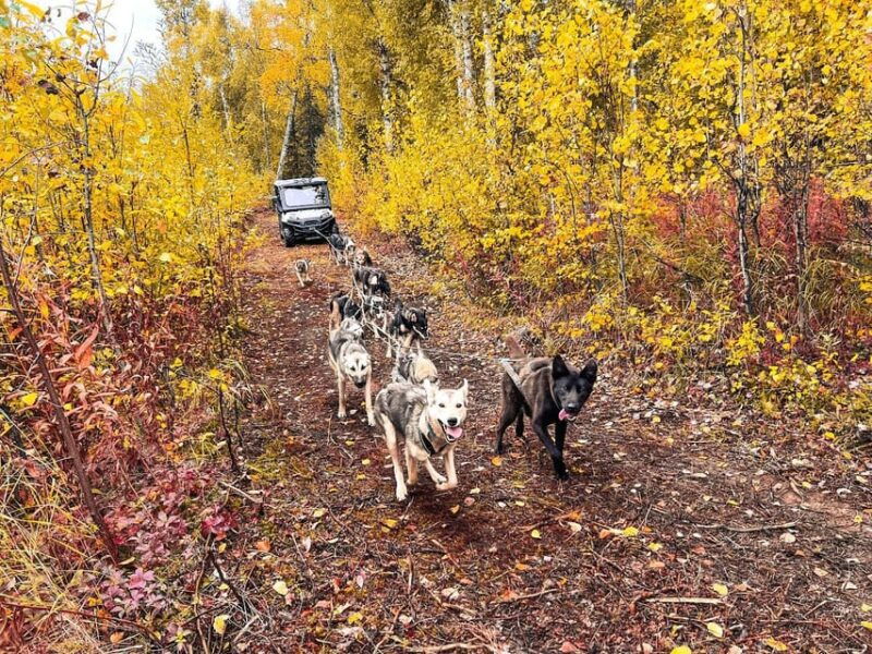 summer-dog-sled-ride-and-kennel-tour