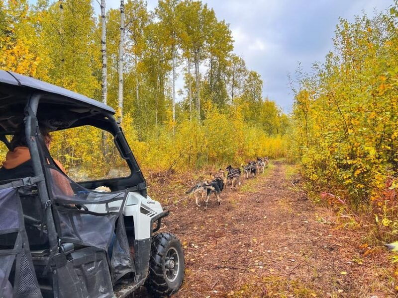 summer-dog-sled-ride-and-kennel-tour