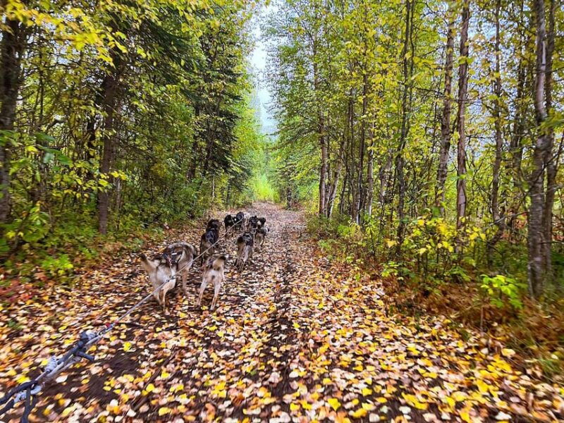 summer-dog-sled-ride-and-kennel-tour