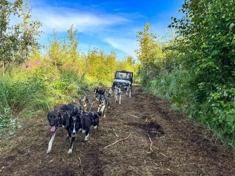 summer-dog-sled-ride-and-kennel-tour