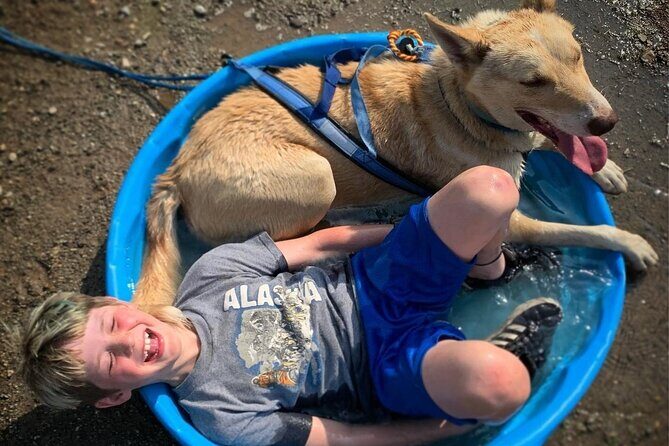 Summer Dog Sledding Adventure in Willow, Alaska - Authentic Summer Dog Sledding in Alaska