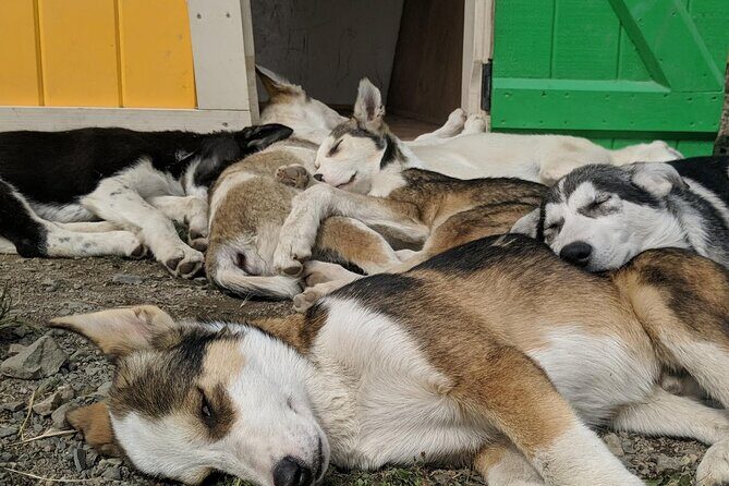 Summer Sled Dog Remote Yukon Camp & Summit Tour - Final Thoughts