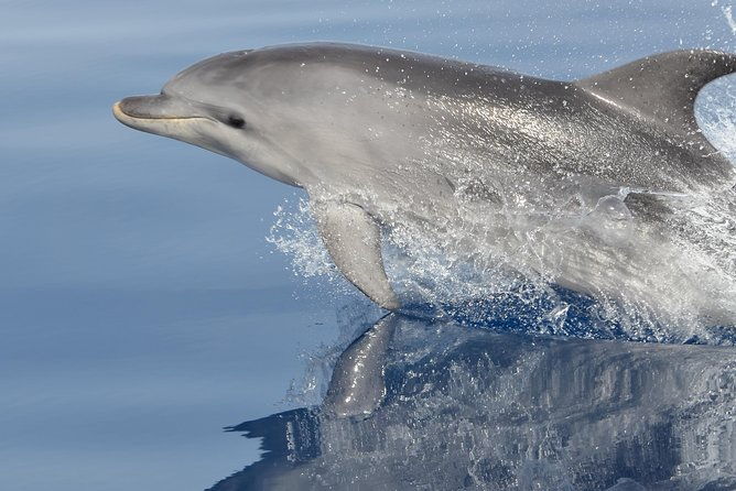 summer-tour-dolphin-watching-and-guided-snorkeling