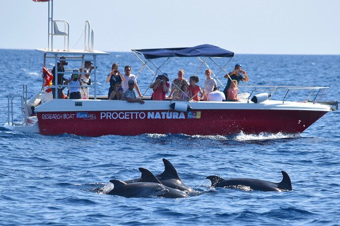 summer-tour-dolphin-watching-and-guided-snorkeling