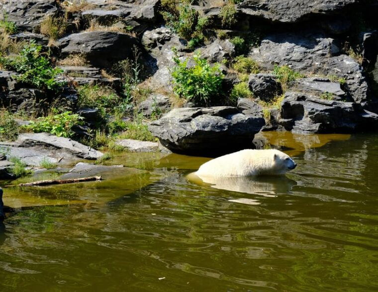 summer-tour-from-rovaniemi-korouoma-waterfall-and-ranua-zoo