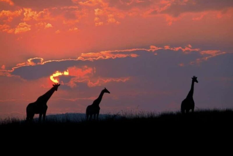 Sun City: 6H Game Drive with Lunch - Exploring Pilanesberg on a 6-Hour Game Drive
