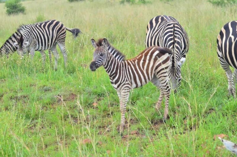 Sun City: 6H Game Drive with Lunch - Final Thoughts