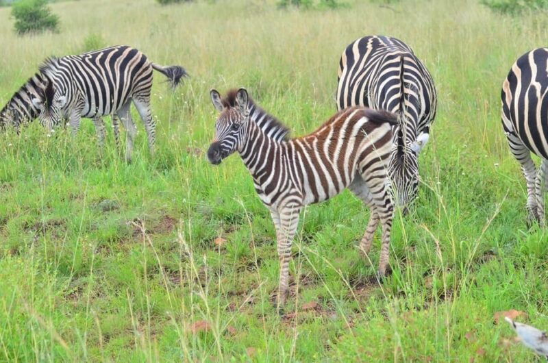 sun-city-6h-game-drive-with-lunch