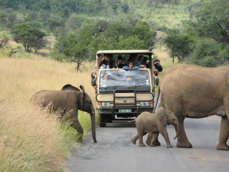 sun-city-6h-game-drive-with-lunch