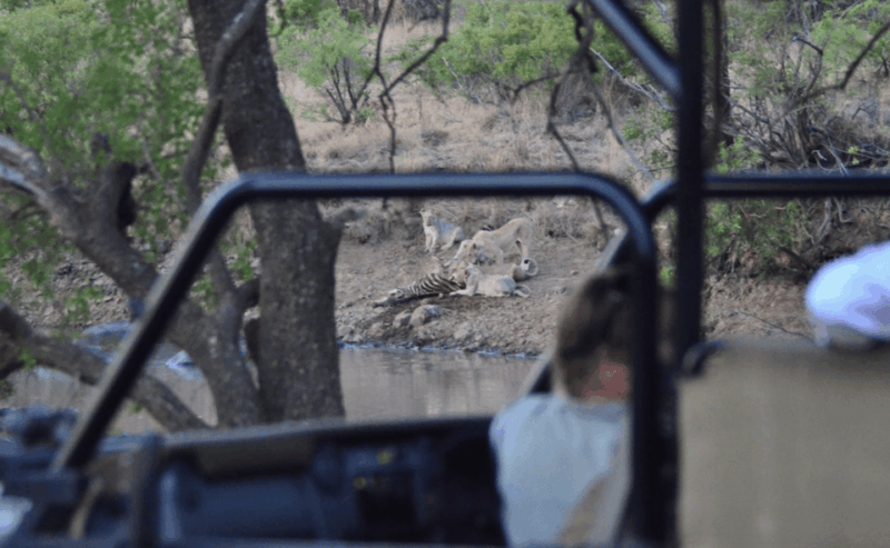 sun-city-6h-game-drive-with-lunch