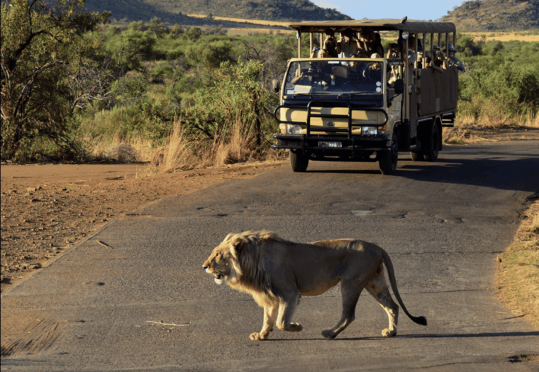 sun-city-6h-game-drive-with-lunch