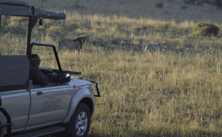 sun-city-6h-game-drive-with-lunch