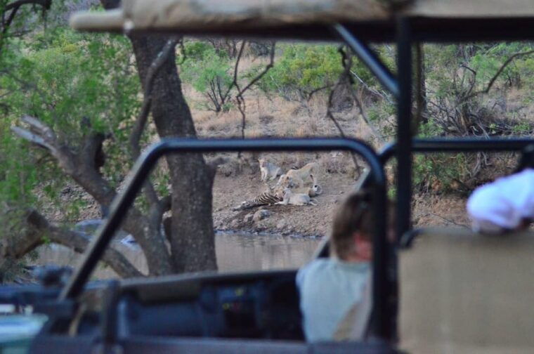 sun-city-6h-game-drive-with-lunch