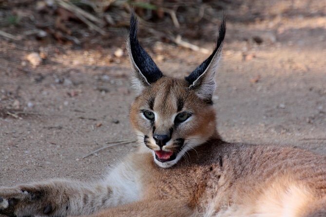 Sun City & Pilanesberg Game Reserve (Closed Vehicle) - The Sum Up: Who Is This Tour Perfect For?