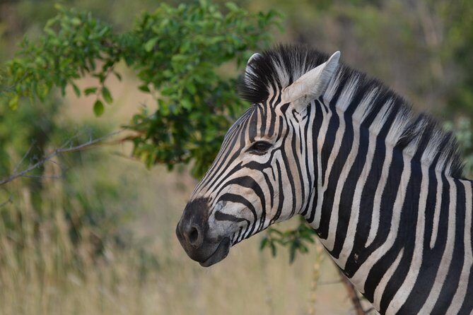 Sun City & Pilanesberg Game Reserve (Closed Vehicle) - FAQ