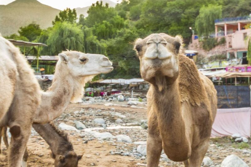 Sun set camel ride in palmerai of Marrakesh - What to Expect from the Sunset Camel Ride in Marrakesh
