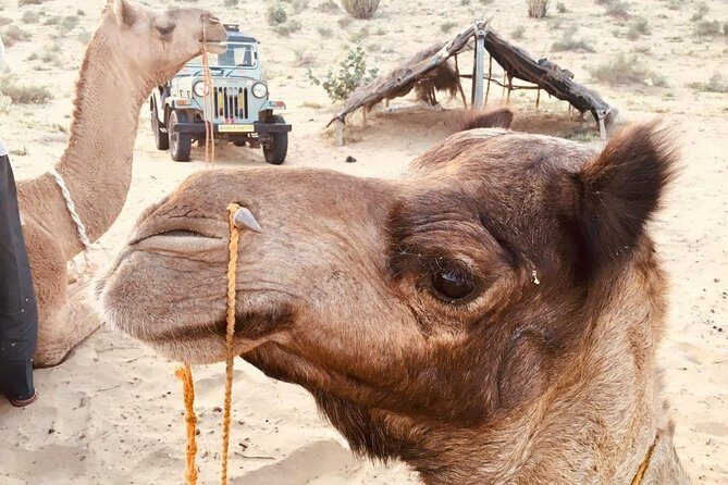 Sun Set Safari with Dinner - Why This Tour Works for You