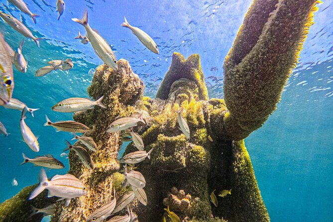 suncay-sunken-sculpture-snorkel-iguana-encounter-with-lunch