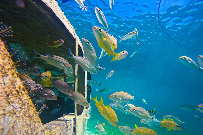 suncay-sunken-sculpture-snorkel-iguana-encounter-with-lunch