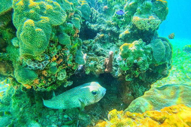 suncay-sunken-sculpture-snorkel-iguana-encounter-with-lunch